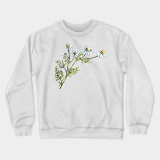 Chamomile - realistic painting - watercolor - herb study Crewneck Sweatshirt